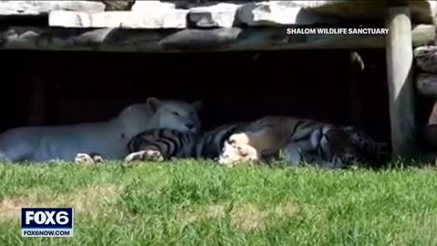 West Bend's Shalom Wildlife tiger cubs welcomed, Goliath mourned | FOX6 News Milwaukee