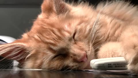 Cute Cat | Kitten | Sleeping | feline | Big eyes | Free HD Videos