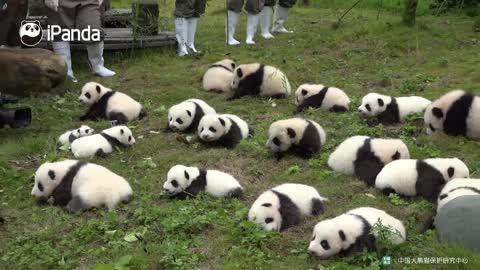 Showdown, Sichuan is really full of pandas!