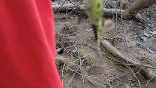 Finding Frogs Camping On The River Cat Fishing.