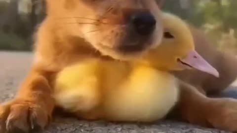 dog and puppy funny videos || Puppy and duck friends || dog and duck