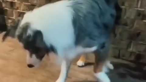 Funny animals videos 2022 best dogls and cats videoo
