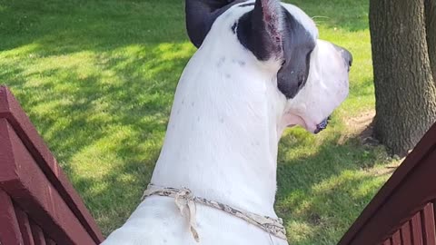 Great Dane howling