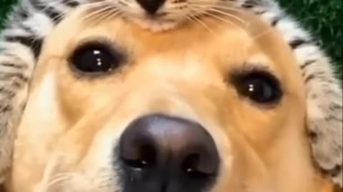 Funny cats & dogs|| 😹 2023 funny videos || cutecat #funnyanimal