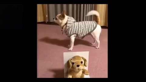 Hilarious Pets Compilation - Cute And Funny Animals 😂