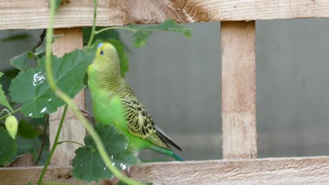 Budgerigar Budgerigar