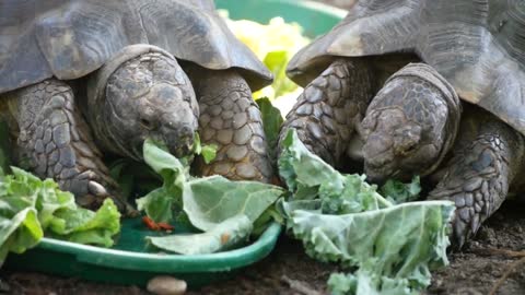 Turtles eat cabbage