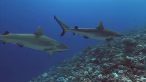 Grey Reef Sharks on a Coral Reef