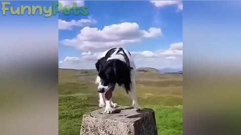 best funniest animal videos 2023 😂 funniest cats and dogs 😹🐶