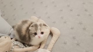 cute kitten videos short leg cat