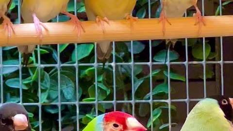 Gouldian Finch - before breeding starts | Aviary Birds #birds #bird #nature #animals #pets #pet