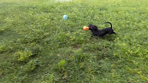 Lilly playing fetch