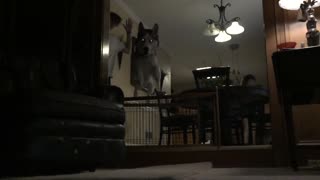 Incredible Husky Jump
