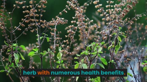 5 Facts About Holy Basil and How It Can Aid in Healthy Weight Loss