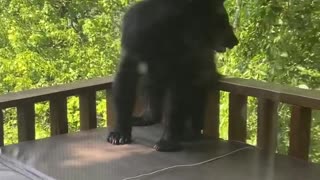 Black Bear Picks Porch to Scratch Itch