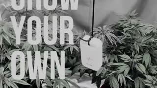 Grow your own