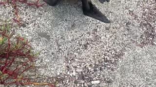 Man Finds Baby Sea Lion on Beach