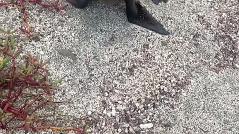 Man Finds Baby Sea Lion on Beach