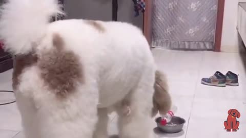 Poodle Dog, funny