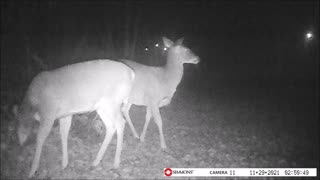 Backyard Trail cam - 2 More Deer