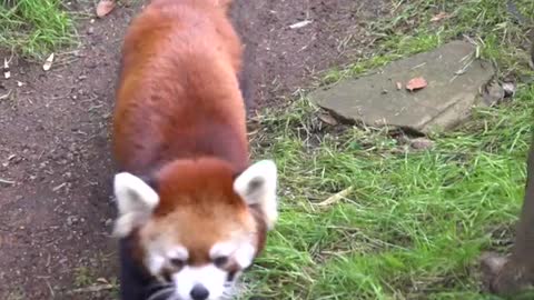 Red panda party