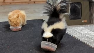 Feeding Cats of All Types