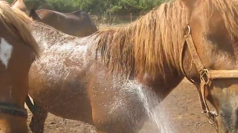 These rescue horses love hose time!