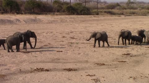 To familly herds of elephants meeting on the riverbed of the Mwagusi river in Ruaha.