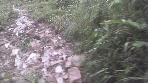 Hiking Trail to 7 Petroglyphs Pena Blanca Ecuador
