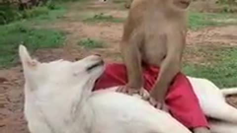 Dog 🐕 and monkey 🙉 funny short video 🤣 🤣|| #dog #monkey #viral #shorts #shortvideo