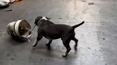 Funny Animal Videos 2024 Best Dogs And Cats Videos 😺😍short,viral,tiktok