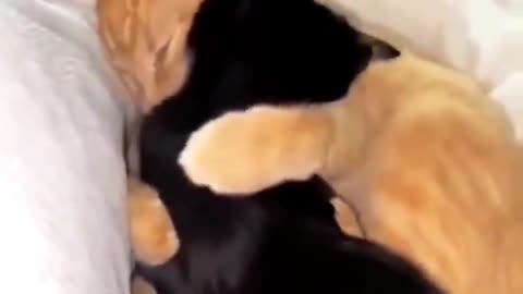 Cat Wants A Hug