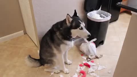 Guilty Husky Doesn't Accept What He Did-- So Funny!