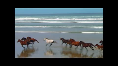 Horses running along the beach