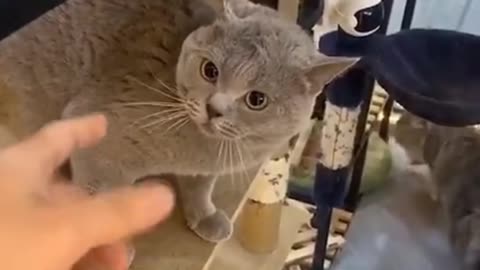 CAT IS ANNOYED WHEN IT WILL BE TOUCHED