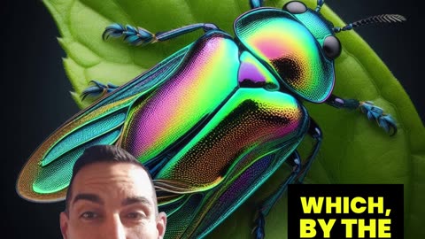 LOOK AT THE BEAUTIFUL COLORS! Chris talks jewel beetle