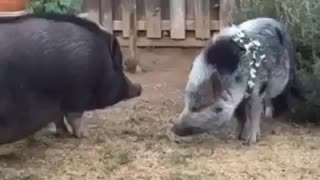 Piggy Smackdown
