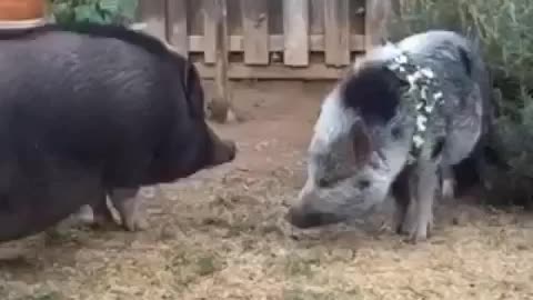 Piggy Smackdown