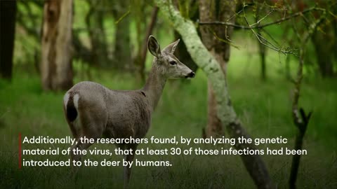Coronavirus Is Spreading In Deer, Study Finds—Many Are Getting It From Humans