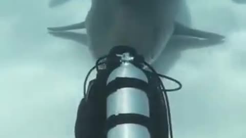 Shark Possey