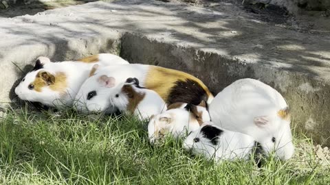 "How my adorable guinea pig family enjoys munching on fresh grass"