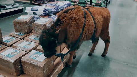 Baby bison goes for shopping