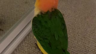 Clever Birdy Shows Off New Trick