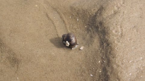 Large Sea Snail Snail Common Sea Snail