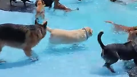 dog pool party