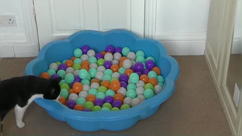 Happy National Cat Day! Cat plays in Ball Pit for the first time