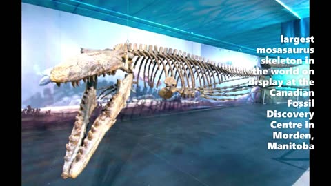 Mosasaurus, the terror inspiring marine reptile
