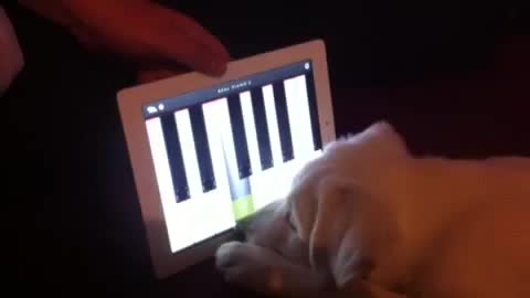 Puppy learns how to play the piano