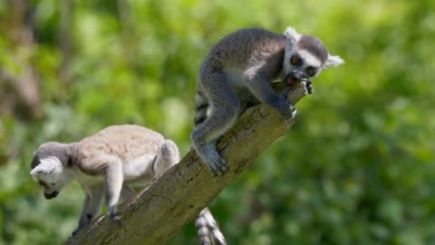 2 Baby Ring-Tailed Lemurs