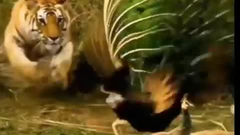 tiger_try_hunting_peacock